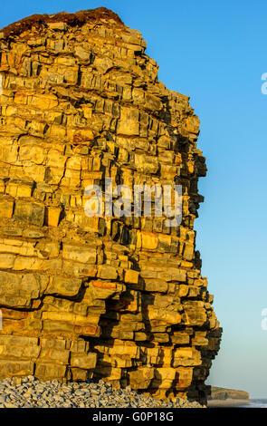 Lias Kalksteinklippen am Colhugh Strand, Llantwit Major, auf Glamorgan Heritage Coast, South Wales, an einem sonnigen Abend Stockfoto