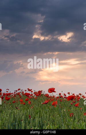 Dramatische bewölkten Himmel bei Sonnenuntergang über leuchtend roten Klatschmohn, wächst in einem Weizenfeld - obere Poppleton, North Yorkshire, England. Stockfoto