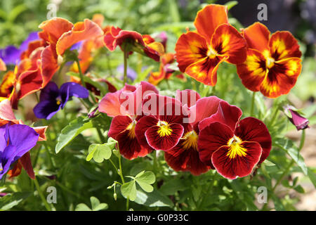 Gemischte Bio bunte Stiefmütterchen Viola Blumen im Garten, selektiven Fokus Stockfoto