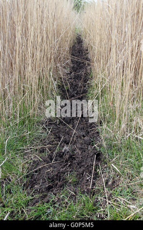 Hirsche laufen und Spuren im Schilf Fowlmere Fen Cambridgeshire Stockfoto