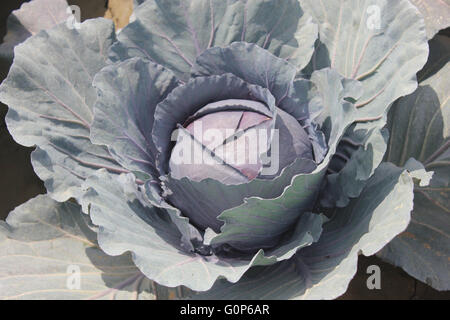 Brassica Oleracea Var Capitata, Rotkohl, Sorte von Kohl mit großen Kompaktkopf rote Blätter Stockfoto