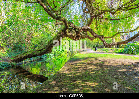 Eine Trauerweide Baum beugte sich über einen Kanal und grasbewachsenen Treidelpfad am New River Walk, Canonbury, London Stockfoto