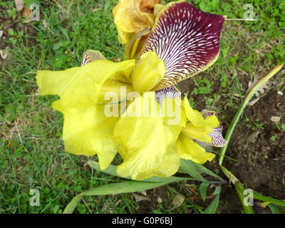 Iris Variegata, Ungarische Iris Seerosengewächse mehrjährige Pflanze, verzweigte Stiele, leicht sichelförmigem gerippte Blätter, gelb-weiße Blüte Stockfoto