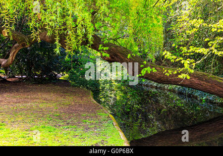 Eine Trauerweide Baum beugte sich über einen Kanal und grasbewachsenen Leinpfad am New River Walk, Canonbury, London Stockfoto