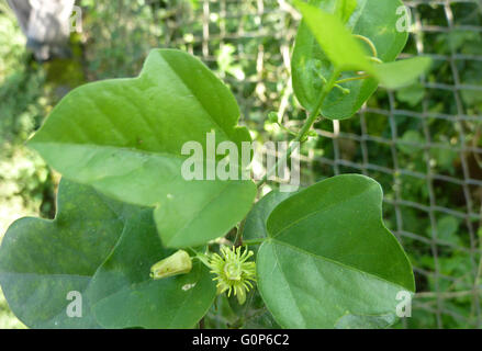 Passiflora Suberosa, Corkystem Passionsblume, krautige Weinstock mit drei gelappten Blättern und kleinen grünen Blüten Blütenblätter fehlt Stockfoto