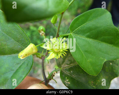 Passiflora Suberosa, Corkystem Passionsblume, krautige Weinstock mit drei gelappten Blättern und kleinen grünen Blüten Blütenblätter fehlt Stockfoto