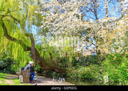 London, UK - 28. April 2016 - zwei ältere Herren auf einer Bank neben der Kanal-Wasserstraße am New River Walk Tauben füttern Stockfoto