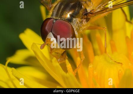 Makroaufnahme einer Schwebfliege auf eine gelbe Blume Stockfoto