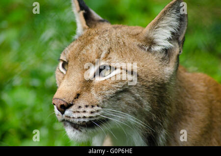 Gesichtsbesamung Nahaufnahme von einer Eurasischen Luchs Stockfoto