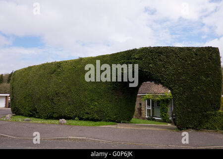 Grün Leylandii komplett verdeckt vor Haus im Dorf Tatsfield in Surrey UK Stockfoto