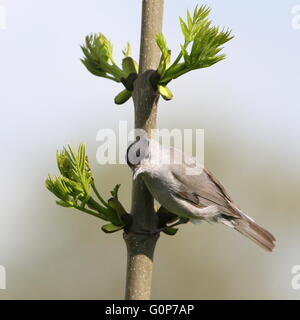 Männlichen europäischen Mönchsgrasmücke (Sylvia Atricapilla) posiert auf einem Ast Stockfoto