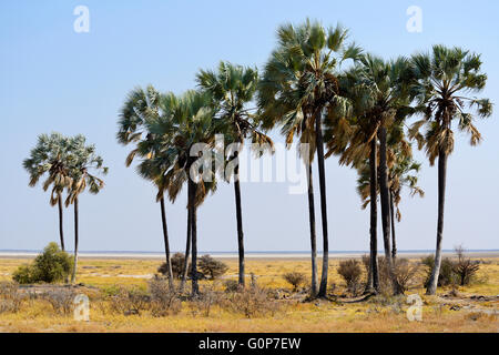 Twin Palms Wasserloch im Etosha Nationalpark, Namibia Stockfoto