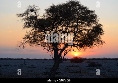 Sonnenuntergang über Wasserloch im Okaukuejo Rest Camp in Etosha Nationalpark, Namibia Stockfoto