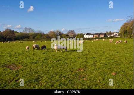 Grünen Wiese in Hay-on-Wye wo Persimmon Häuser für die Baugenehmigung, 80 neue bauen angewendet haben Häuser auf dem Land, die derzeit für die weidenden Schafen verwendet. Die Website ist Teil des Brecon Beacons National Park. Stockfoto