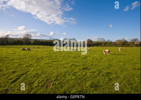 Grünen Wiese in Hay-on-Wye wo Persimmon Häuser für die Baugenehmigung, 80 neue bauen angewendet haben Häuser auf dem Land, die derzeit für die weidenden Schafen verwendet. Die Website ist Teil des Brecon Beacons National Park. Stockfoto