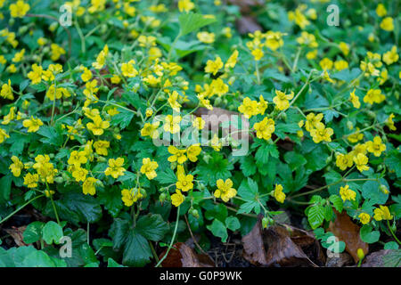 Frühlingsblumen Blättern Geoides gelben und grünen Blättern Stockfoto