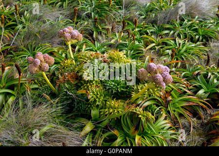 Neuseeland, Auckland-Inseln, unbewohnte Inselgruppe im Südpazifik, Enderby Insel. Megaherbs, rosa Anisotome. Stockfoto