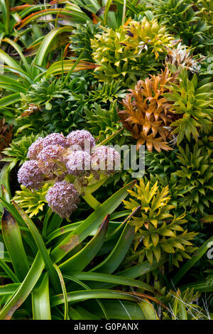 Neuseeland, Auckland-Inseln, unbewohnte Inselgruppe im Südpazifik, Enderby Insel. Megaherbs, rosa Anisotome. Stockfoto