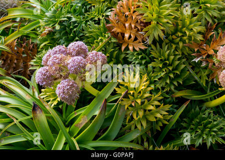 Neuseeland, Auckland-Inseln, unbewohnte Inselgruppe im Südpazifik, Enderby Insel. Megaherbs, rosa Anisotome. Stockfoto