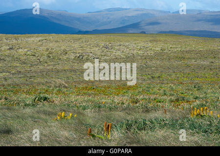 Neuseeland, Auckland Islands, unbewohnte Inselgruppe im Südpazifik, enderby Insel. Insel Landschaft. Stockfoto