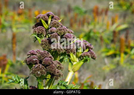 Neuseeland, Auckland-Inseln, unbewohnte Inselgruppe im Südpazifik, Enderby Insel. Megaherbs, rosa Anisotome. Stockfoto