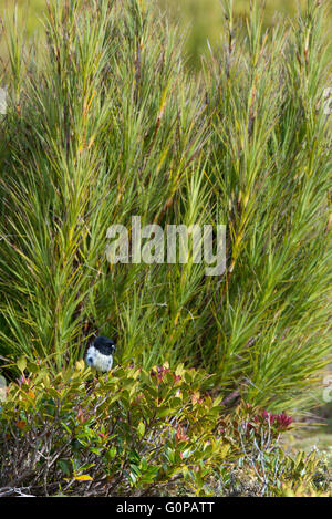 Neuseeland, Auckland-Inseln, unbewohnte Inselgruppe im Südpazifik, Enderby Insel. Australasian Robin. Stockfoto