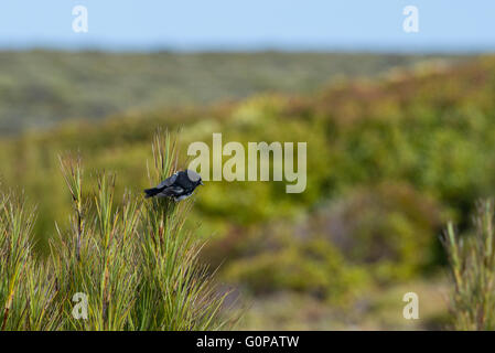 Neuseeland, Auckland-Inseln, unbewohnte Inselgruppe im Südpazifik, Enderby Insel. Australasian Robin. Stockfoto