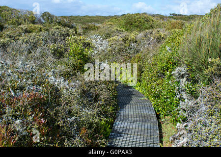 Neuseeland, Auckland-Inseln, unbewohnte Inselgruppe im Südpazifik, Enderby Insel. Erhöhten Holzweg. Stockfoto