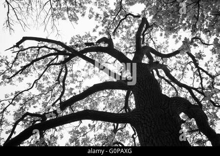 Formen der Wald Baum ähnelt der mythischen Gorgon Stockfoto