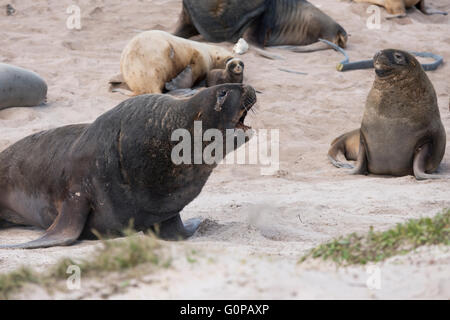 Neuseeland, Auckland-Inseln, Enderby Insel, Sandy Bay. Großen männlichen Neuseeland Seelöwe (Phocarctos Hookeri) aka Hooker. Stockfoto