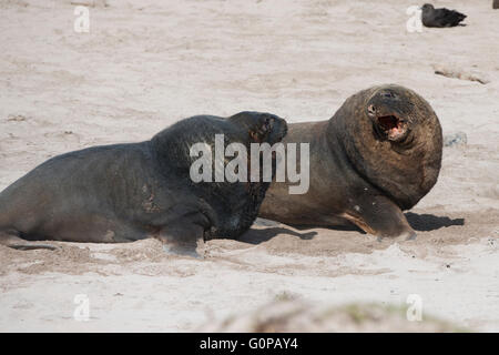 Neuseeland, Auckland-Inseln, Enderby Insel, Sandy Bay. Großen männlichen Neuseeland Seelöwen (Phocarctos Hookeri) kämpfen. Stockfoto