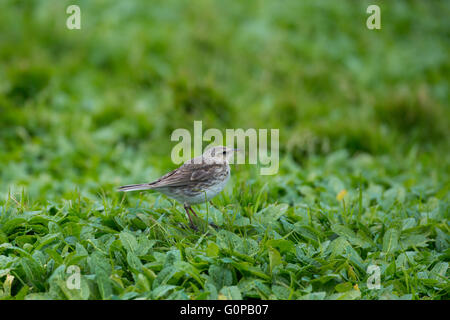 Neuseeland, Auckland-Inseln, unbewohnte Inselgruppe im Südpazifik, Enderby Insel. New Zealand Pieper. Stockfoto