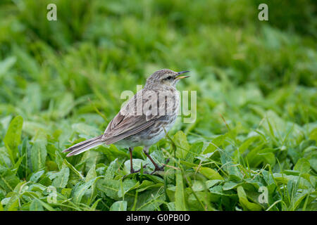 Neuseeland, Auckland-Inseln, unbewohnte Inselgruppe im Südpazifik, Enderby Insel. New Zealand Pieper. Stockfoto