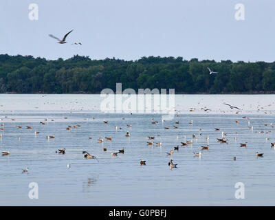 Spärlich Herde von Möwen schwimmt auf der Seeoberfläche mit paar fliegende Vögel und grünen Bäumen im Hintergrund Stockfoto