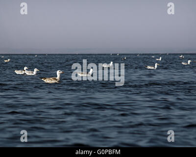 Spärlich Herde von Möwen schwimmt auf der Wasseroberfläche Stockfoto