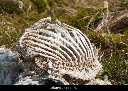 Schaf, Mutterschaf, tot, verstorbenen, leblos, steif, zersetzt, verrottete, faul, verfallene, faulig, fäulnisveränderten, stinkenden, Rippen, Brustkorb, Schädel Stockfoto
