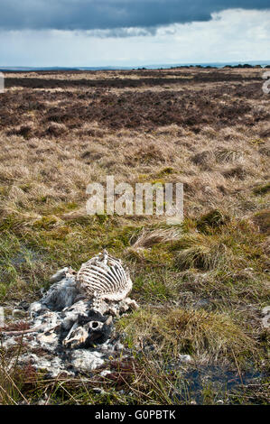 Schaf, Mutterschaf, tot, verstorbenen, leblos, steif, zersetzt, verrottete, faul, verfallene, faulig, fäulnisveränderten, stinkenden, Rippen, Brustkorb, Schädel Stockfoto
