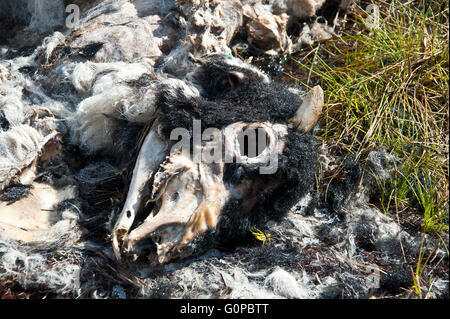Schaf, Mutterschaf, tot, verstorbenen, leblos, steif, zersetzt, verrottete, faul, verfallene, faulig, fäulnisveränderten, stinkenden, Rippen, Brustkorb, Schädel Stockfoto