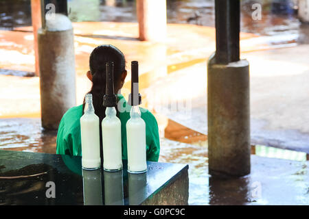 Verwaiste Baby-Elefant wird füttern mit Milch in Pinnawala Elephant Orphanage, Sri Lanka. Stockfoto