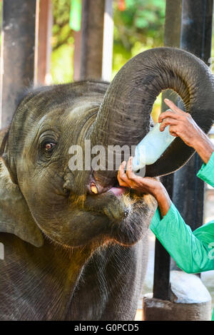 Verwaiste Baby-Elefant wird füttern mit Milch in Pinnawala Elephant Orphanage, Sri Lanka. Stockfoto