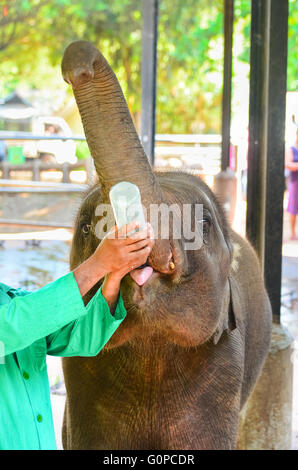 Verwaiste Baby-Elefant wird füttern mit Milch in Pinnawala Elephant Orphanage, Sri Lanka. Stockfoto