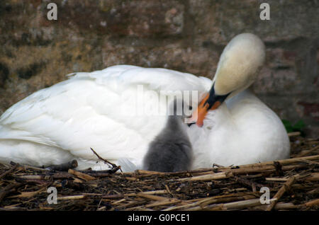 Der Bischofs Palast, Wells, Somerset, mit Neugeborenen Cygnets Schwan Stockfoto