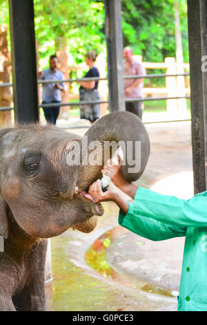 Verwaiste Baby-Elefant wird füttern mit Milch in Pinnawala Elephant Orphanage, Sri Lanka. Stockfoto