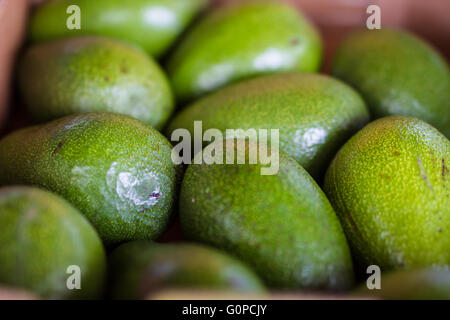Haufen von grüne Avocados am Bauernmarkt. Nahaufnahme Foto. Stockfoto