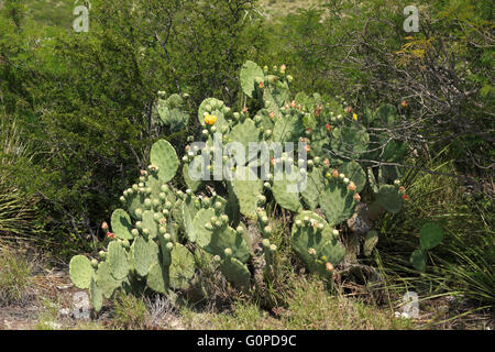 Feigenkaktus mit ein paar gelben Blüten bleiben, aber mit vielen "Tunas" wachsen, die, nachdem die Blüten fallen. Stockfoto