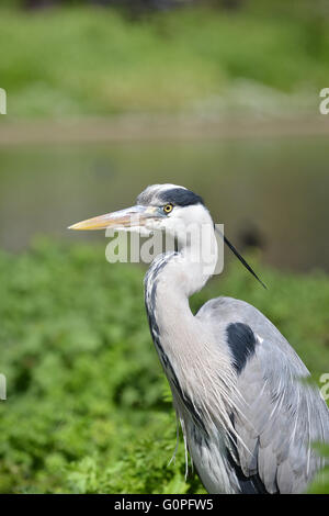 Regents Park, London, UK. 3. Mai 2016. UK-Wetter: Sonnenschein und warmem Wetter im Londoner Regent Park. Bildnachweis: Matthew Chattle/Alamy Live-Nachrichten Stockfoto