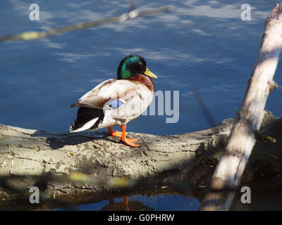 Newcastle Upon Tyne, 3. Mai 2016, Großbritannien Wetter. Eine Stockente (Aras Platyrhynchos) putzen am Rande der Seen im Naturschutzgebiet Marden Steinbruch in Whitley Bay an einem sonnigen Tag. Durch putzen die Ente entfernt Schmutz und Schutt gefangen in ihren Federn und auch Türkenkriegen Parasiten und ordnet und Bedingungen seines Gefieders mit Ölen. Die Stockente ist die am weitesten verbreitete alle Enten und diesein ist häufig gesehen in Stadtparks und Naturschutzgebiete auf der Suche nach Nahrung. Aber es gibt viele, die wirklich wild in der Natur sind und diese Enten ernähren sich von kleinen Wirbellosen, Samen, Wurzeln Triebe und Brot... Stockfoto