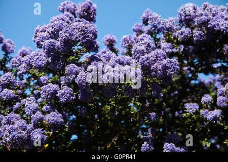 London UK. 4. Mai 2016 - Ceanothus blüht an einem sonnigen und warmen Tag unter strahlend blauem Himmel in North London Credit: Dinendra Haria/Alamy Live News Stockfoto