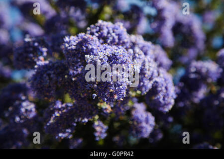 London UK. 4. Mai 2016 - Ceanothus blüht an einem sonnigen und warmen Tag unter strahlend blauem Himmel in North London Credit: Dinendra Haria/Alamy Live News Stockfoto