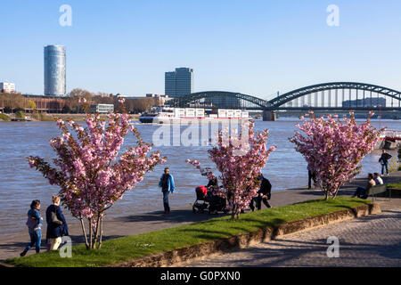 Europa, Deutschland, Nordrhein-Westfalen, Köln, blühende Kirschbäume an den Ufern des Rheins, Blick über die rive Stockfoto